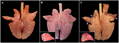 The scene of lung pathology during PRRSV-1 infection